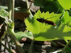 Elaphroptera scoliaeformis