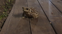 Rhinella arenarum