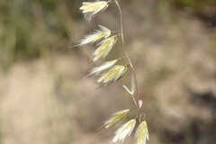 Ehrharta thunbergii