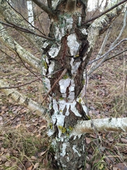 Betula pendula carelica