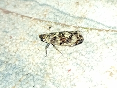 Cixiidae