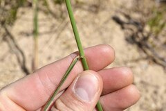 Ehrharta thunbergii