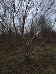 Betula pendula carelica