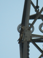 Falco biarmicus biarmicus