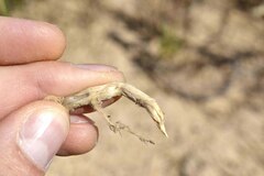 Ehrharta thunbergii