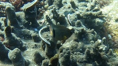 Plectroglyphidodon dickii