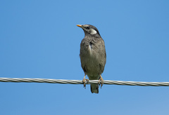 Spodiopsar cineraceus