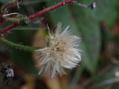 Picris hieracioides morrisonensis