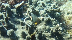 Plectroglyphidodon dickii