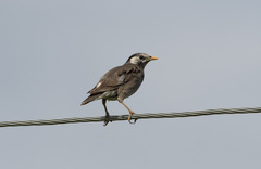 Spodiopsar cineraceus
