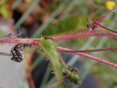 Picris hieracioides morrisonensis