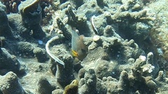 Plectroglyphidodon dickii