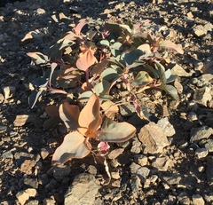 Cycladenia humilis