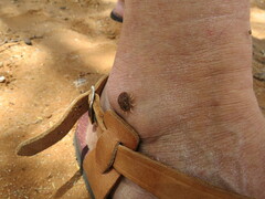 Ornithodoros savignyi