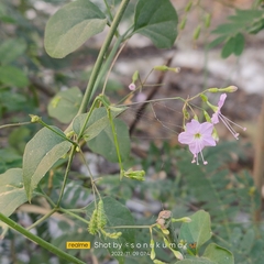 Commicarpus chinensis