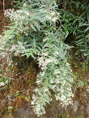 Aster taiwanensis