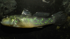 Acentrogobius viridipunctatus