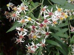 Aster taiwanensis