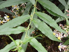 Aster taiwanensis