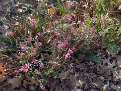 Oenothera lindheimeri