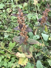 Stachys alpina