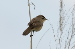 Acrocephalus bistrigiceps