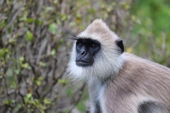 Semnopithecus priam thersites