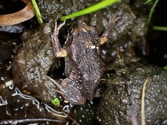 Uperoleia laevigata