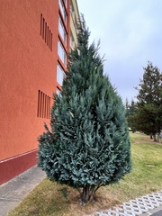 Juniperus