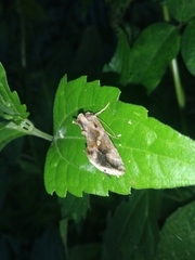 Chrysodeixis eriosoma