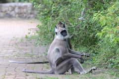 Semnopithecus priam thersites