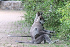 Semnopithecus priam thersites