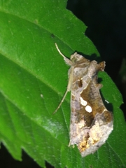 Chrysodeixis eriosoma