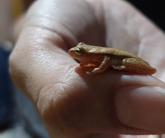 Dendropsophus nanus