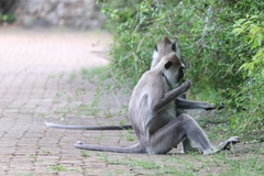 Semnopithecus priam thersites