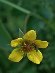 Geum