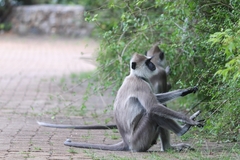 Semnopithecus priam thersites