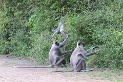 Semnopithecus priam thersites