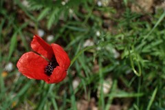 Papaver argemone