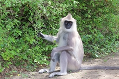 Semnopithecus priam thersites