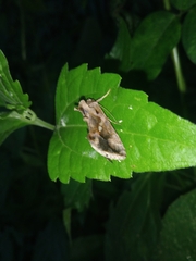 Chrysodeixis eriosoma