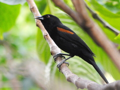 Icterus pyrrhopterus