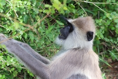 Semnopithecus priam thersites