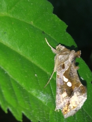 Chrysodeixis eriosoma