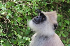 Semnopithecus priam thersites