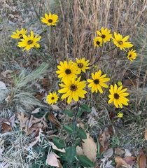 Helianthus atrorubens