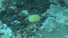 Chaetodon citrinellus
