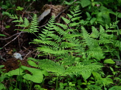 Pteridium aquilinum latiusculum