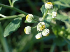 Dichrocephala integrifolia