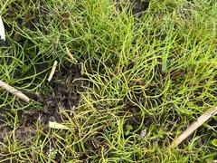 Pilularia globulifera